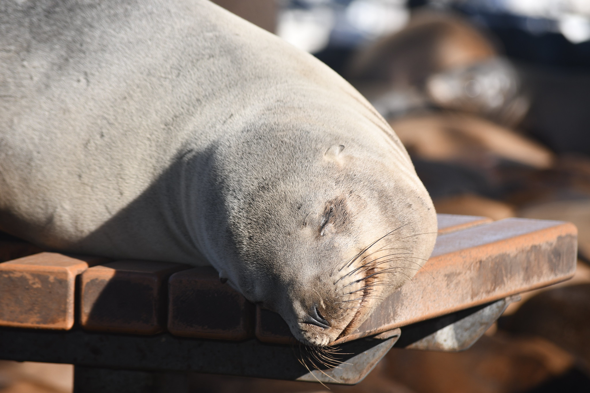 A sea lion asleep on a wooden bench